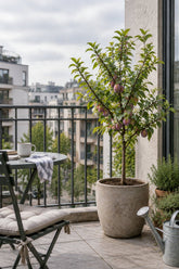 Prunus domestica &
