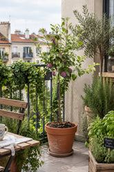 Prunus domestica &