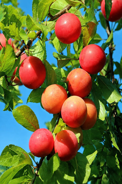 Prunus domestica &