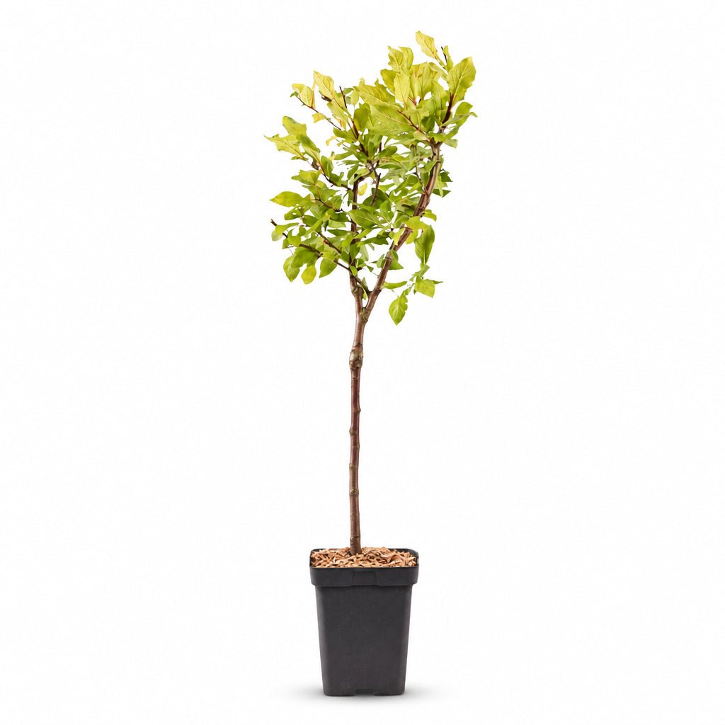 Prunus domestica &