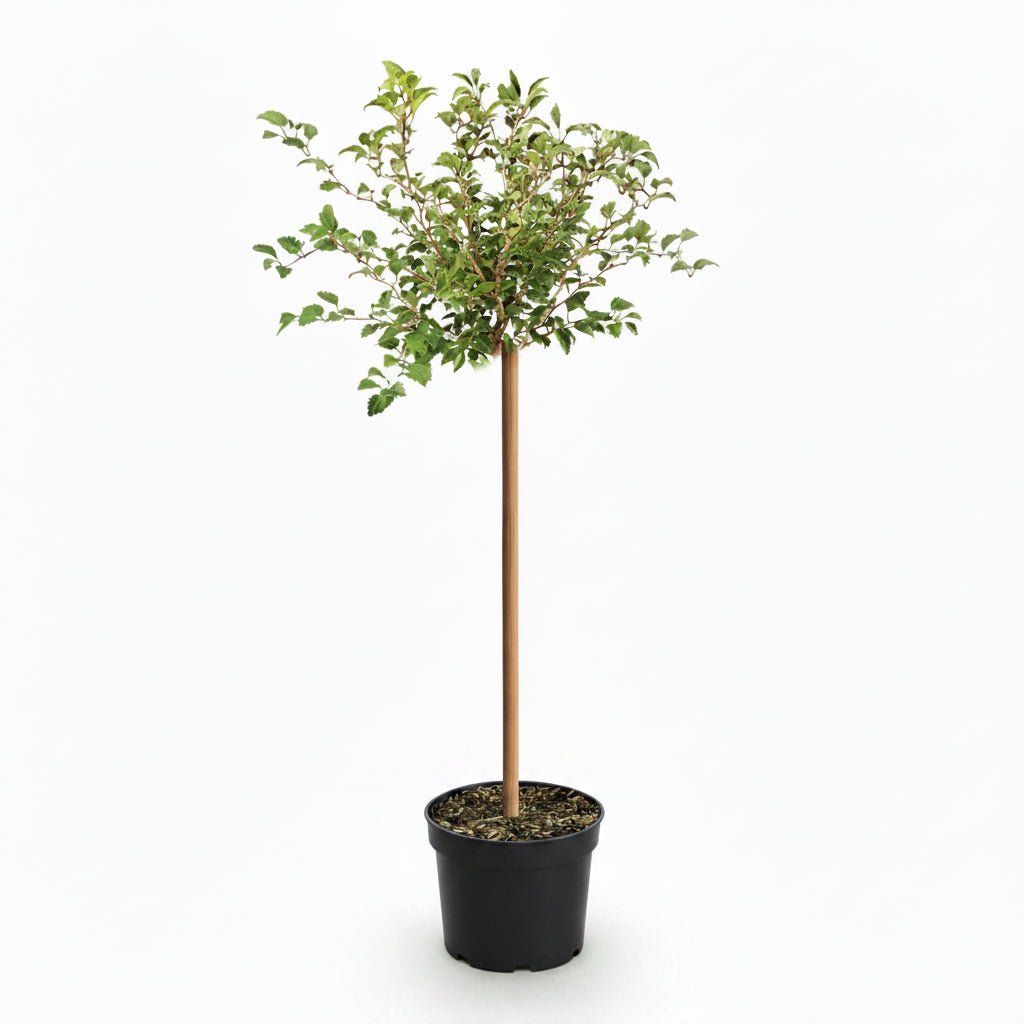 Prunus incisa &