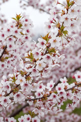Prunus incisa &