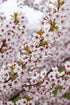 Prunus incisa &