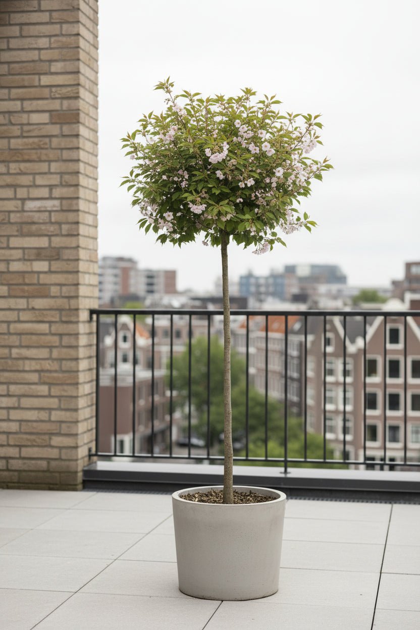 Prunus incisa &