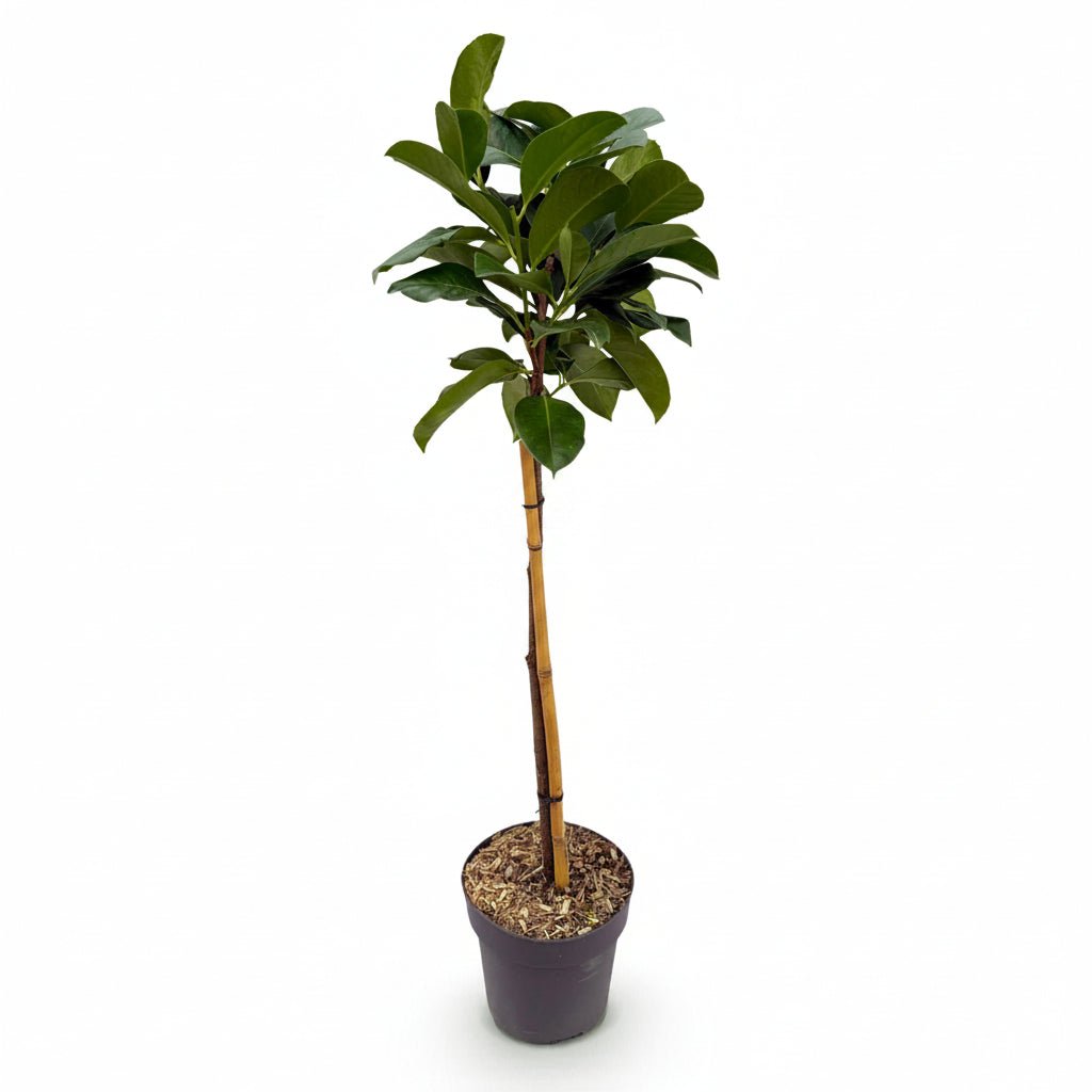 Prunus laurocerasus &