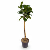 Prunus laurocerasus &