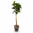 Prunus laurocerasus &