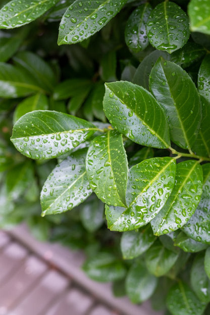 Prunus laurocerasus &