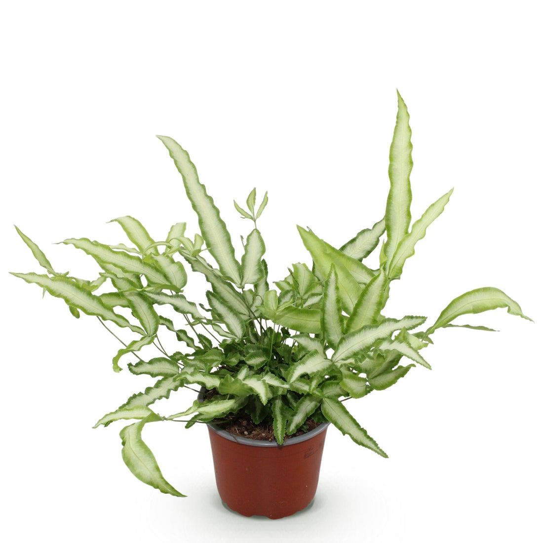 Pteris cretica &