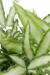 Pteris cretica &
