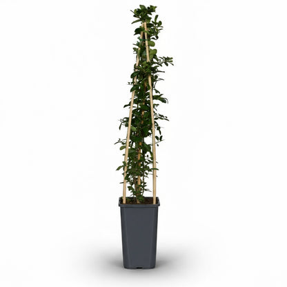 Pyracantha ‘Orange Glow’ – Buisson ardent orange – D15cm x H65cm - Verdeia