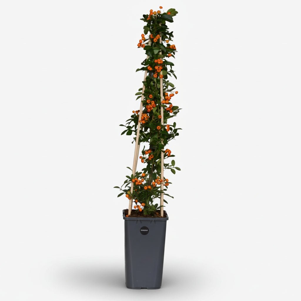 Pyracantha Soleil d&