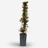 Pyracantha Soleil d&