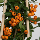 Pyracantha Soleil d&