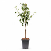 Pyrus communis &