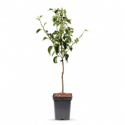 Pyrus communis &