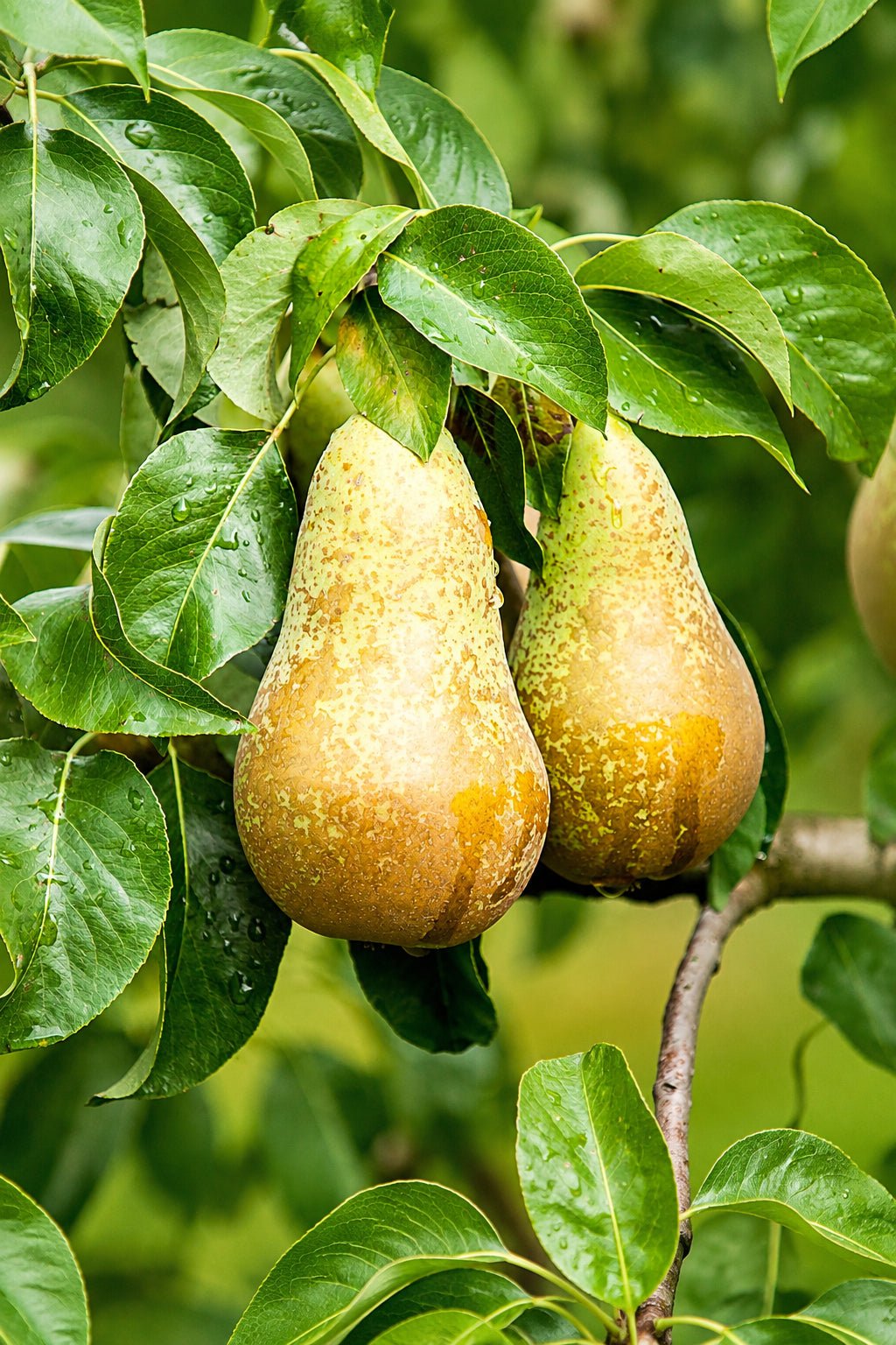 Pyrus communis &