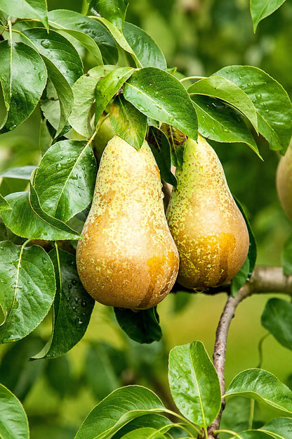 Pyrus communis &