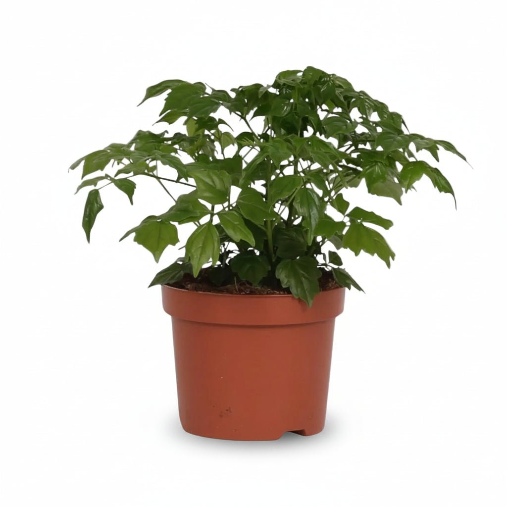 Rademachera sinica (Poupée chinoise) H27 cm | Pot Ø12 cm - Verdeia - 1