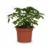 Rademachera sinica (Poupée chinoise) H27 cm | Pot Ø12 cm - Verdeia - 1
