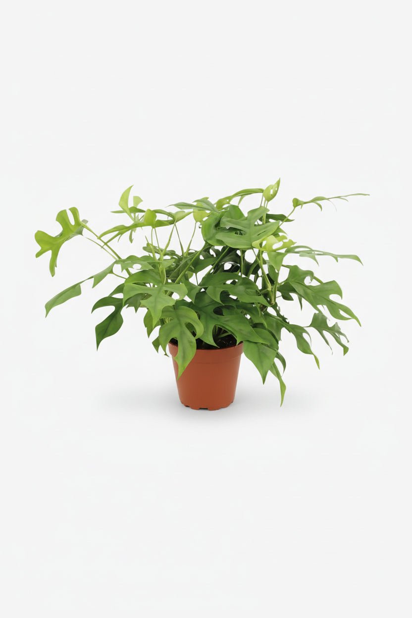 Rhaphidophora tetrasperma — Monstera Minima - Verdeia - 8