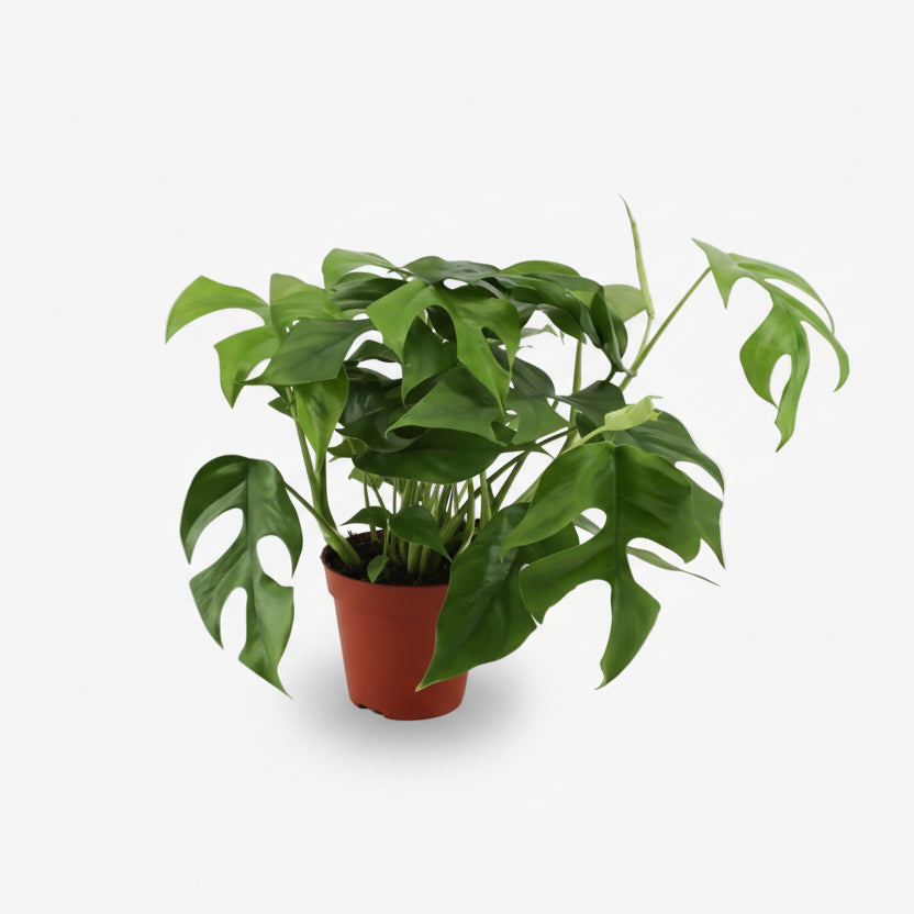 Rhaphidophora tetrasperma — Monstera Minima - Verdeia - 6