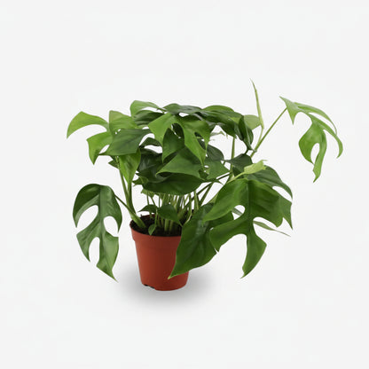 Rhaphidophora tetrasperma — Monstera Minima - Verdeia - 6