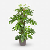 Rhaphidophora tetrasperma — Monstera Minima - Verdeia - 7