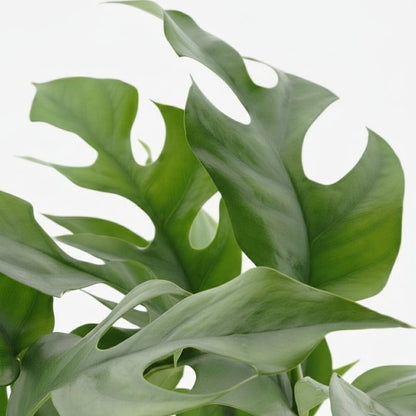 Rhaphidophora tetrasperma — Monstera Minima - Verdeia - 2