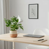 Rhaphidophora tetrasperma — Monstera Minima - Verdeia - 3