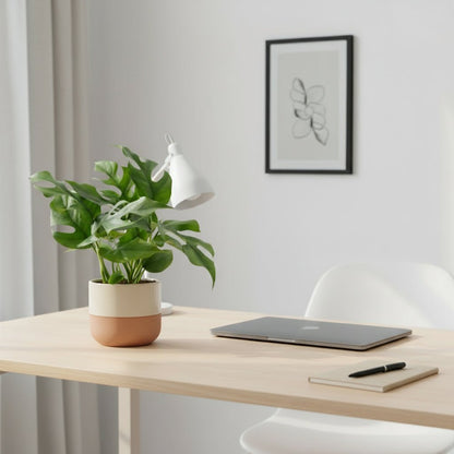 Rhaphidophora tetrasperma — Monstera Minima - Verdeia - 3