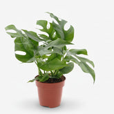 Rhaphidophora tetrasperma — Monstera Minima - Verdeia - 1