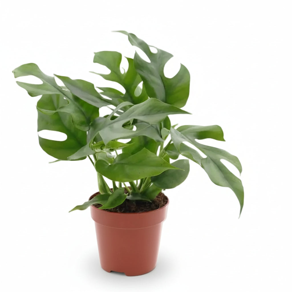 Rhaphidophora tetrasperma — Monstera Mínima - Verdeia - 1
