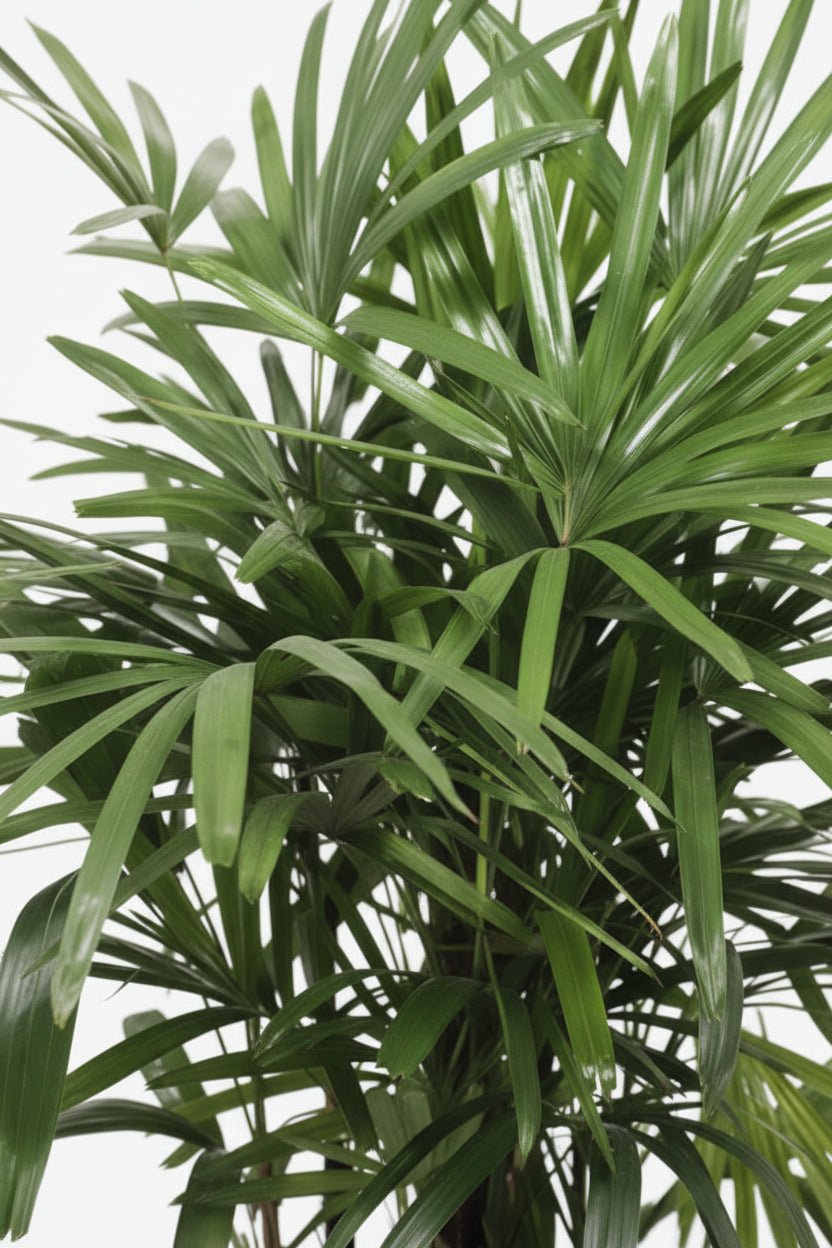 Rhapis Excelsa — Palmera de ventall — Ø27 cm — H120 cm - Verdeia - 2
