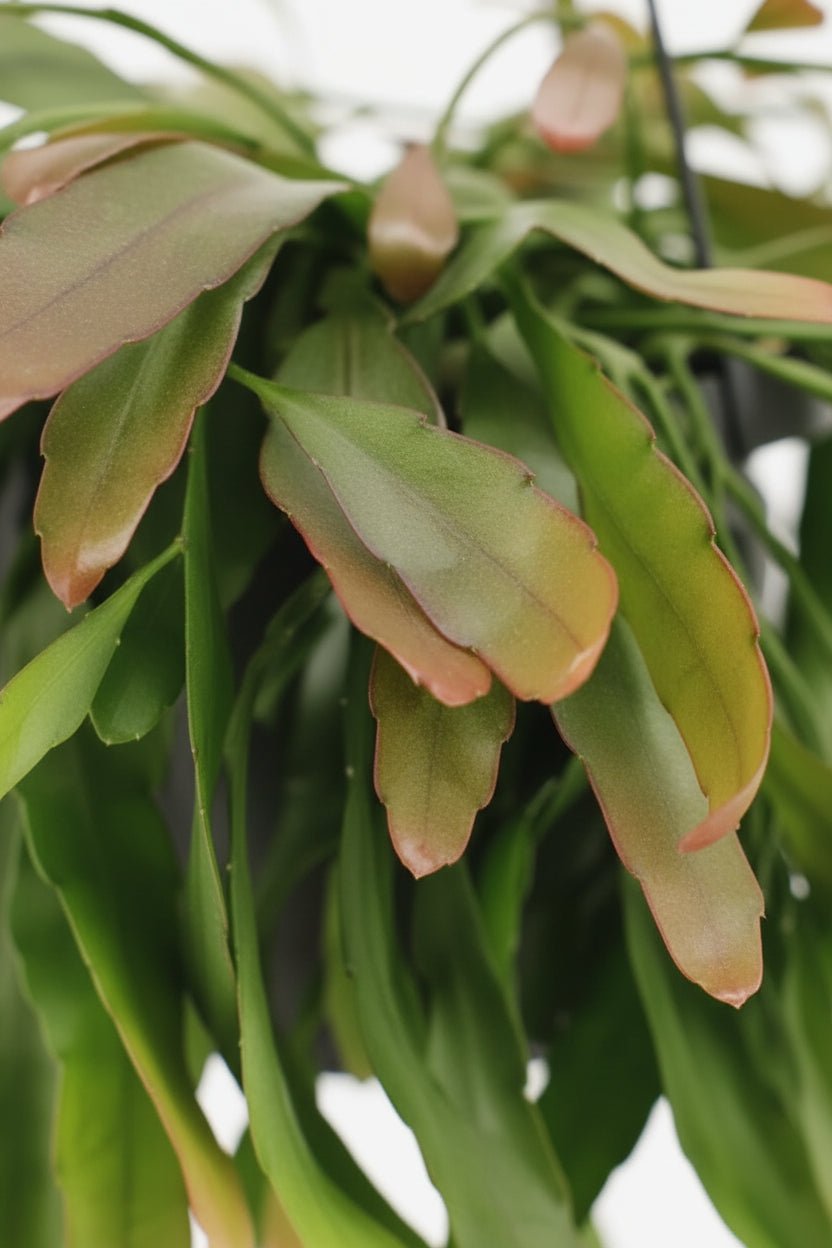 Rhipsalis Coral Rojo — Cactus coral — Ø17 cm — H25 cm - Verdeia - 2