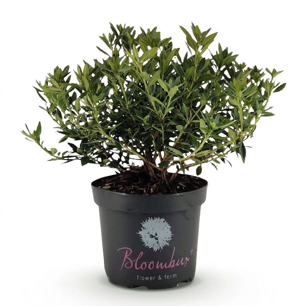 Rhododendron Bloombux® Light Pink (Rododendro enano rosa pálido) - Verdeia - 6