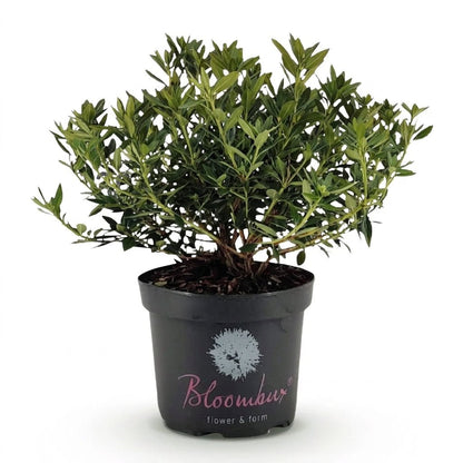 Rhododendron Bloombux® Light Pink (Rhododendron nain rose pâle) - Verdeia - 6
