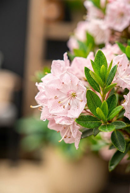Rhododendron Bloombux® Light Pink (Rhododendron nain rose pâle) - Verdeia - 1