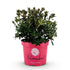 Rhododendron Bloombux® Magenta (Rhododendron nain rose intense) - Verdeia - 2
