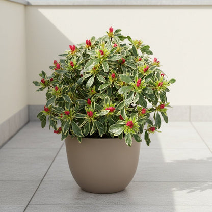 Rhododendron ‘Bollywood’ – Azalée rose panachée – D19 x H30 cm - Verdeia