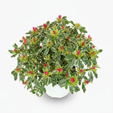 Rhododendron ‘Bollywood’ – Azalea rosa jaspeada – D19 x A30 cm - Verdeia - 1