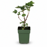 Ribes rubrum ‘Jonkheer van Tets’ – Grosellero rojo ecológico – D13cm x 45cm - Verdeia - 2