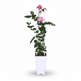Rosa Crazy in love ‘Pink’ – Rosal trepador rosa – D15cm x A65cm - Verdeia - 2