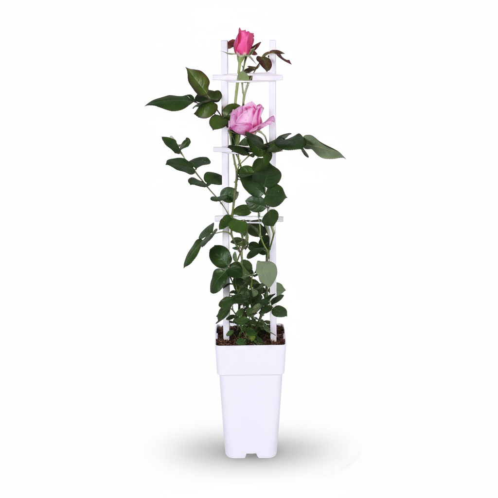 Rosa Crazy in love ‘Pink’ – Rosier grimpant rose – D15cm x H65cm - Verdeia