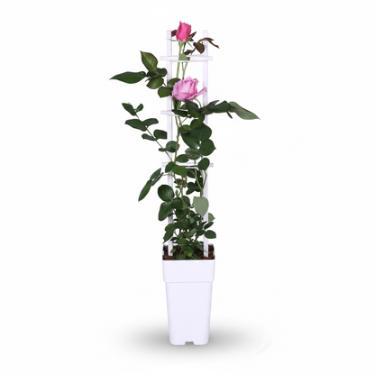 Rosa Crazy in love ‘Pink’ – Rosier grimpant rose – D15cm x H65cm - Verdeia