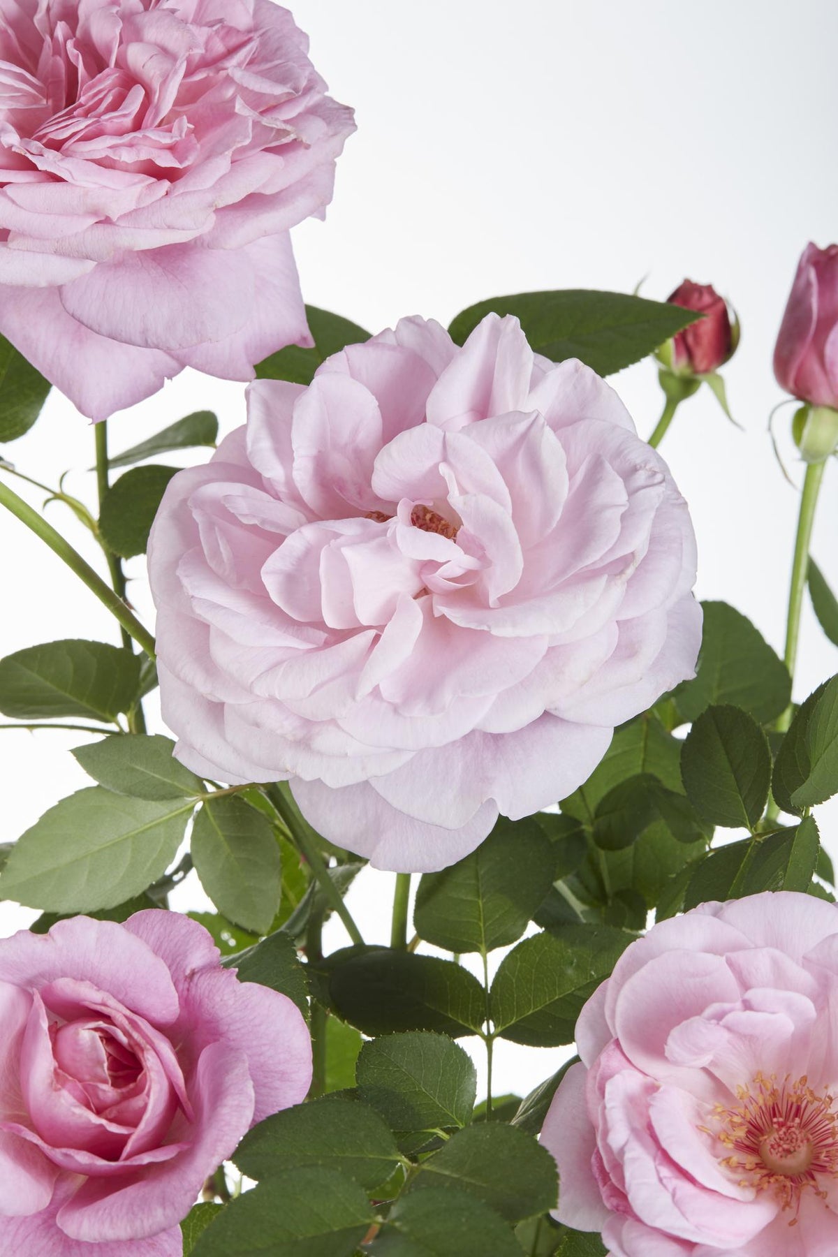Rosa Crazy in love ‘Pink’ – Roseira trepadeira cor-de-rosa – D15 cm x H65 cm - Verdeia - 3