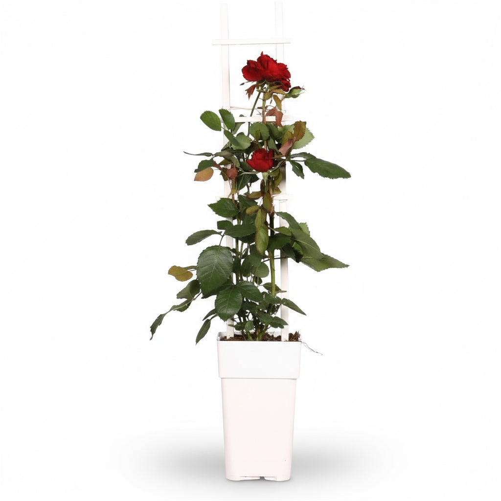 Róża Crazy in Love „Red” – czerwona róża pnąca – D15 cm × H65 cm – Verdeia – 2