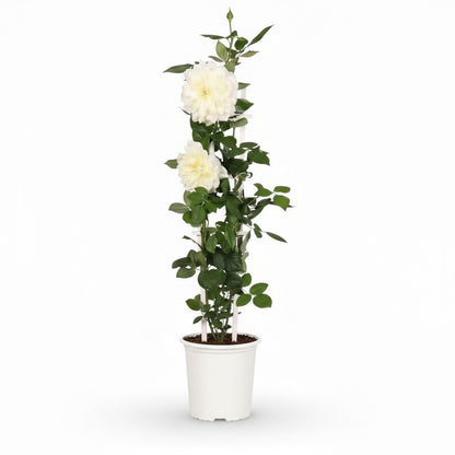 Rosa Crazy in Love ‘Vanilla’ – Rosier grimpant crème – D15cm x H65cm - Verdeia