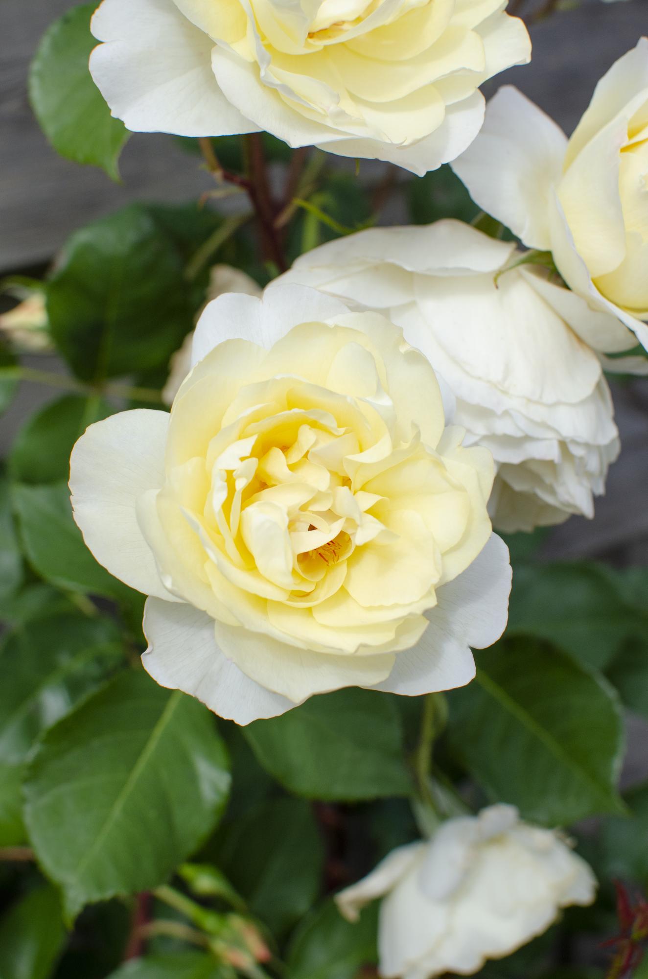 Rosa Crazy in Love ‘Vanilla’ – Rosier grimpant crème – D15cm x H65cm - Verdeia