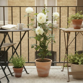 Rosa Crazy in Love ‘Vainilla’ – Rosal trepador crema – D15cm x A65cm - Verdeia - 4